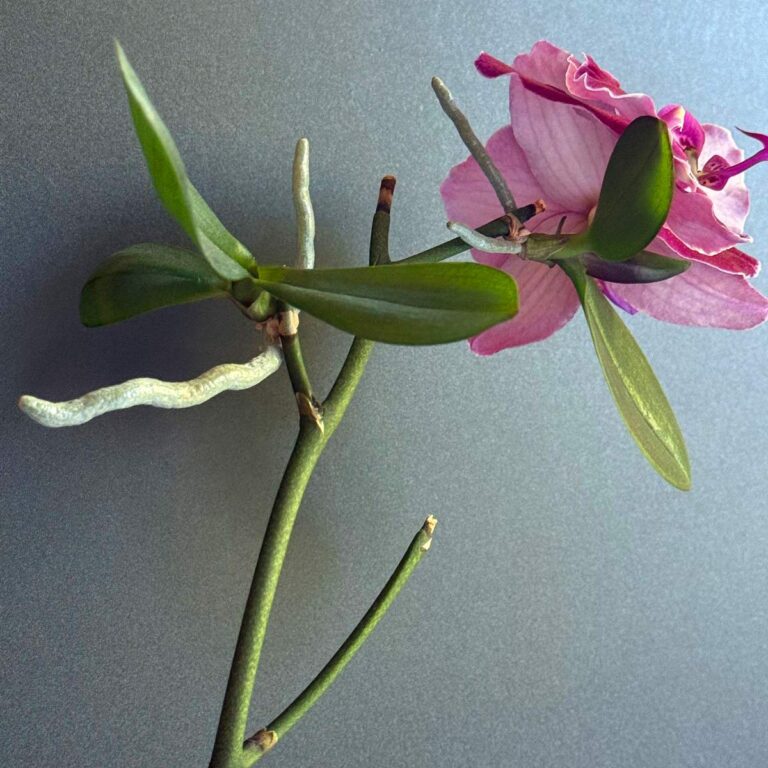 How to Pot Up Phalaenopsis Orchid Keikis: 3 Simple Steps