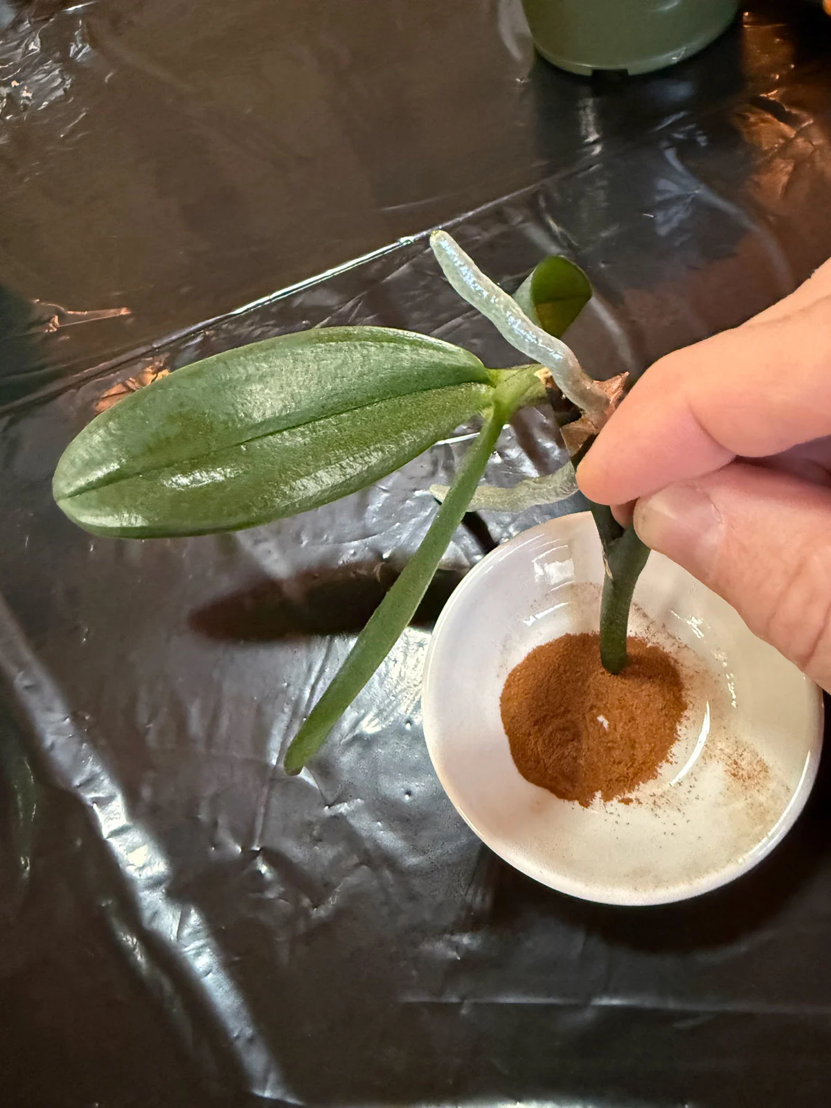 cinnamon-with-keiki
