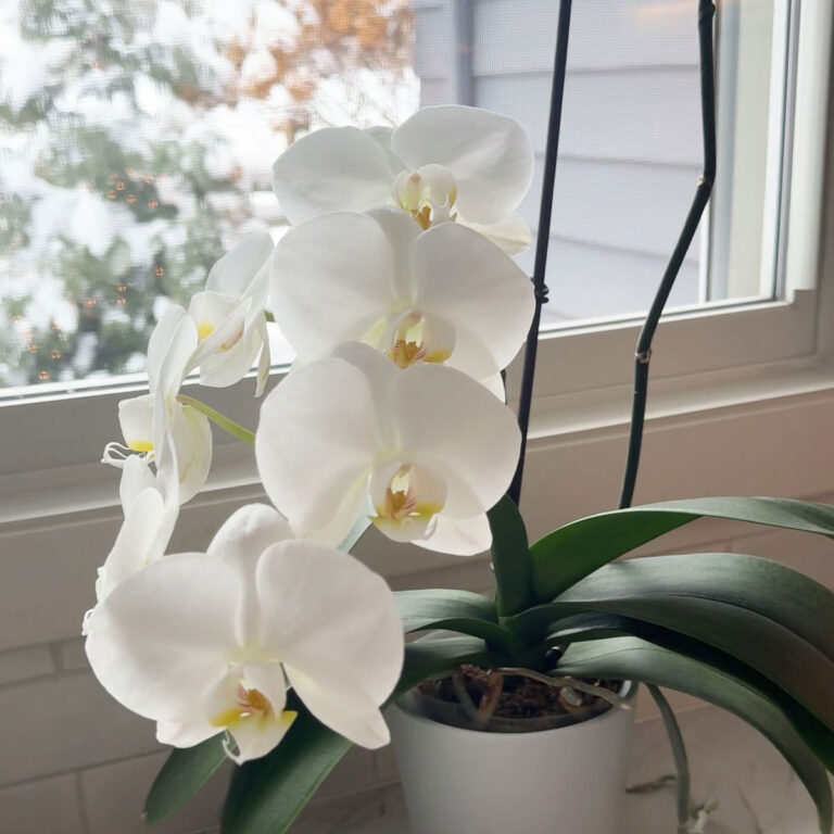 Winter Orchid Care for Phalaenopsis: 5 Key Considerations