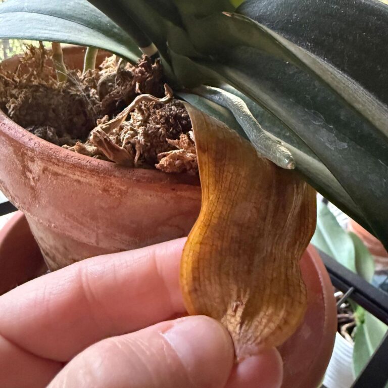 5 Reasons Your Phalaenopsis Orchid Leaves Are Yellowing