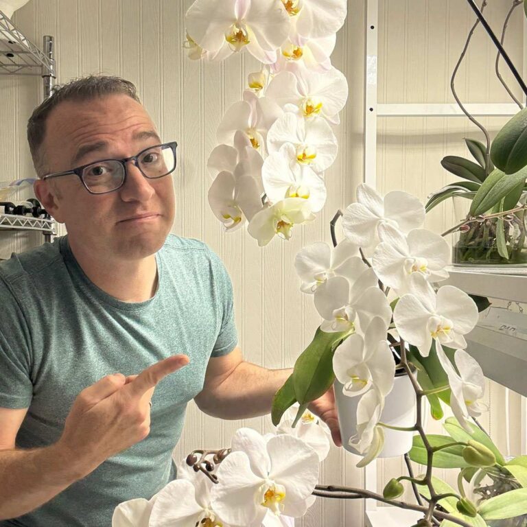 How to Grow Orchids Under Lights: A Practical Guide