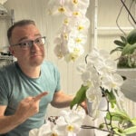 how-to-grow-orchids-under-lights