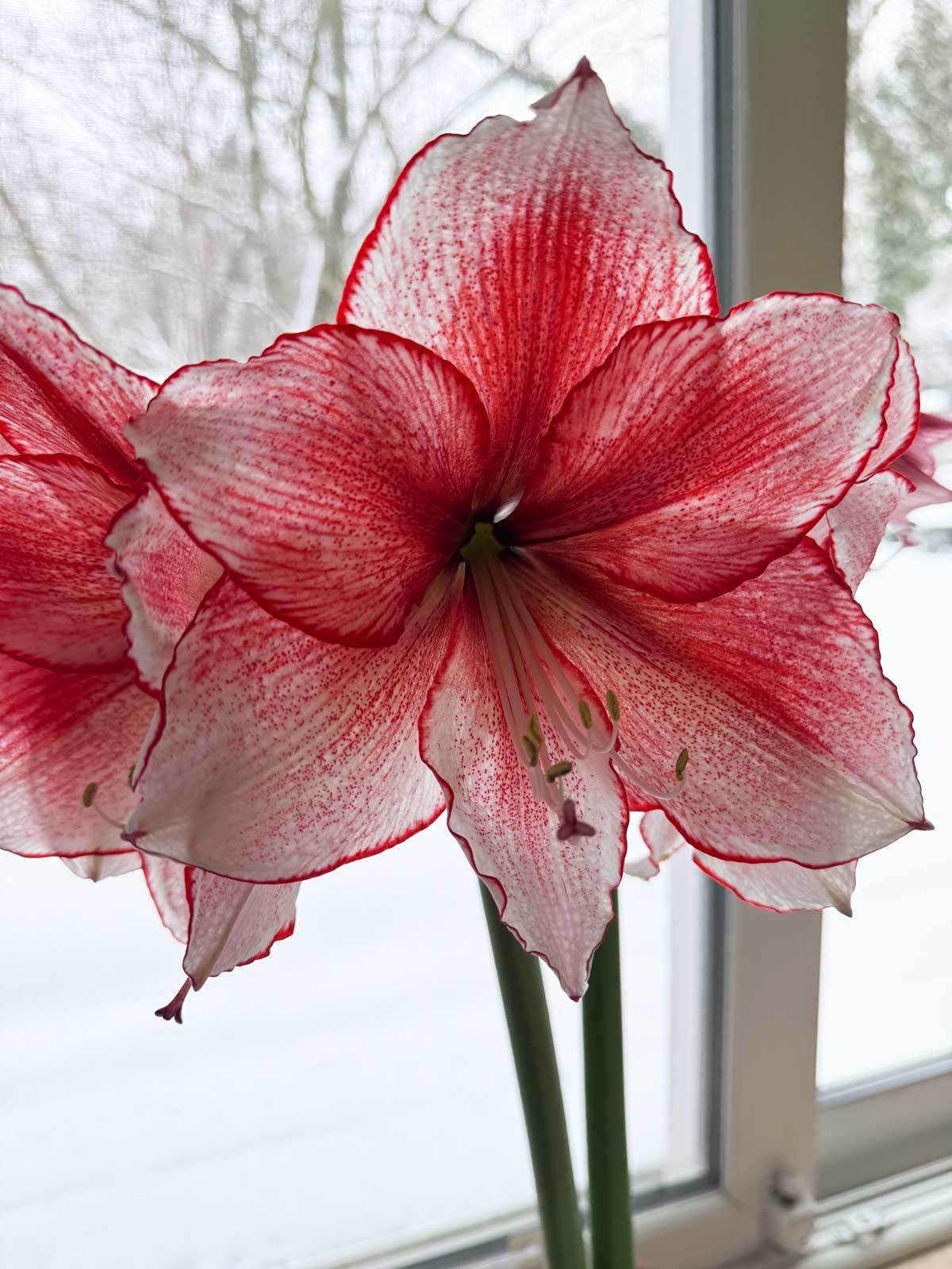 nothing beats amaryllis for winter flowers