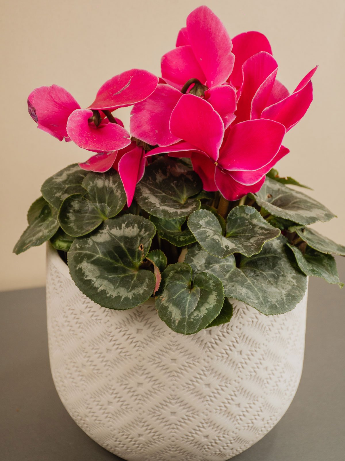 cyclamen make beautiful winter houseplants with pretty flowers