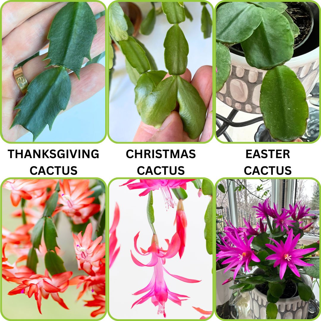 holiday cacti make wonderful houseplants and not only in winter when they bloom