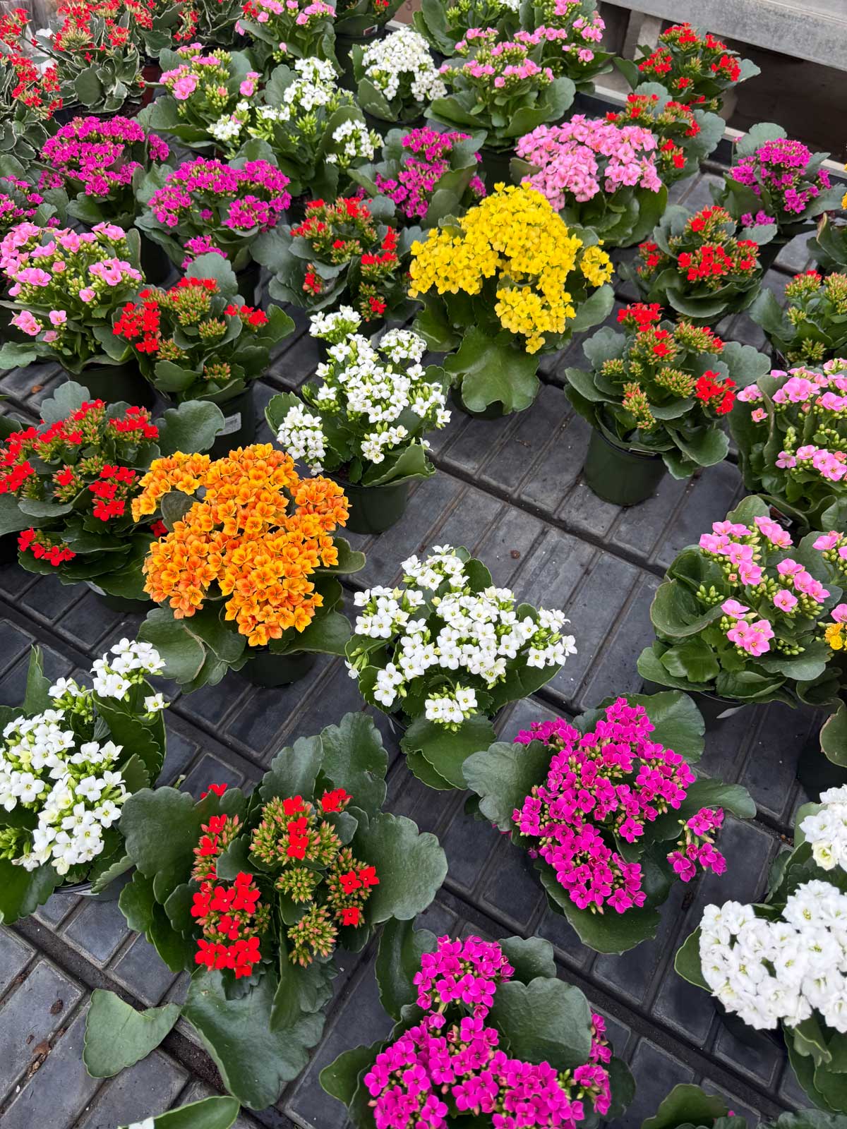 kalanchoe come in so many flower colors