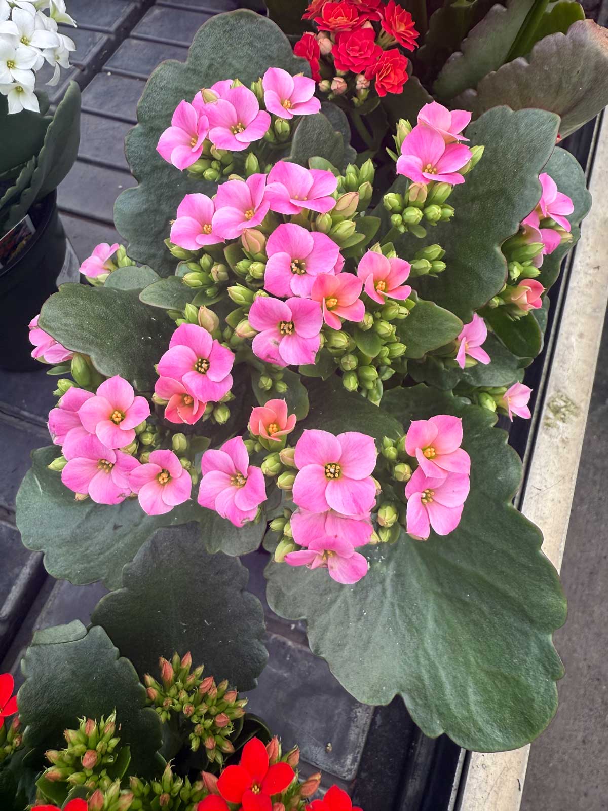 kalanchoe make beautiful flowering succulents for the winter