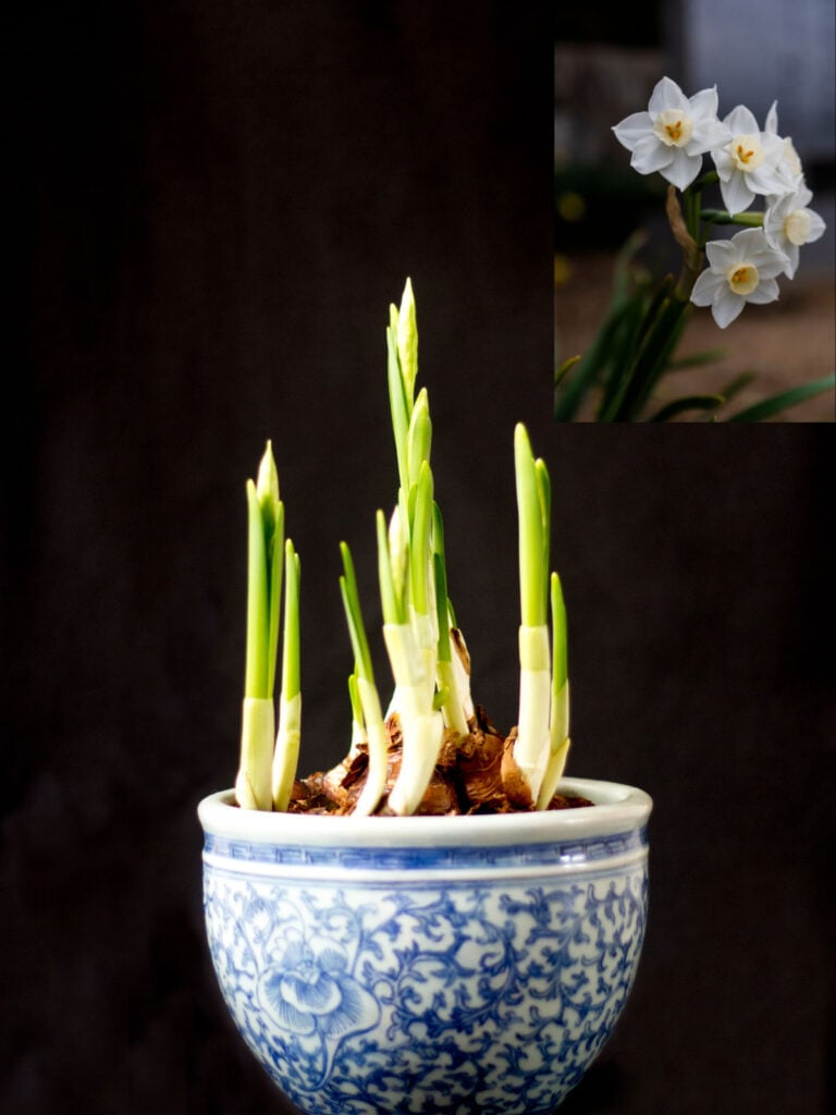 paperwhite narcissus can be forced in winter and are fragrant