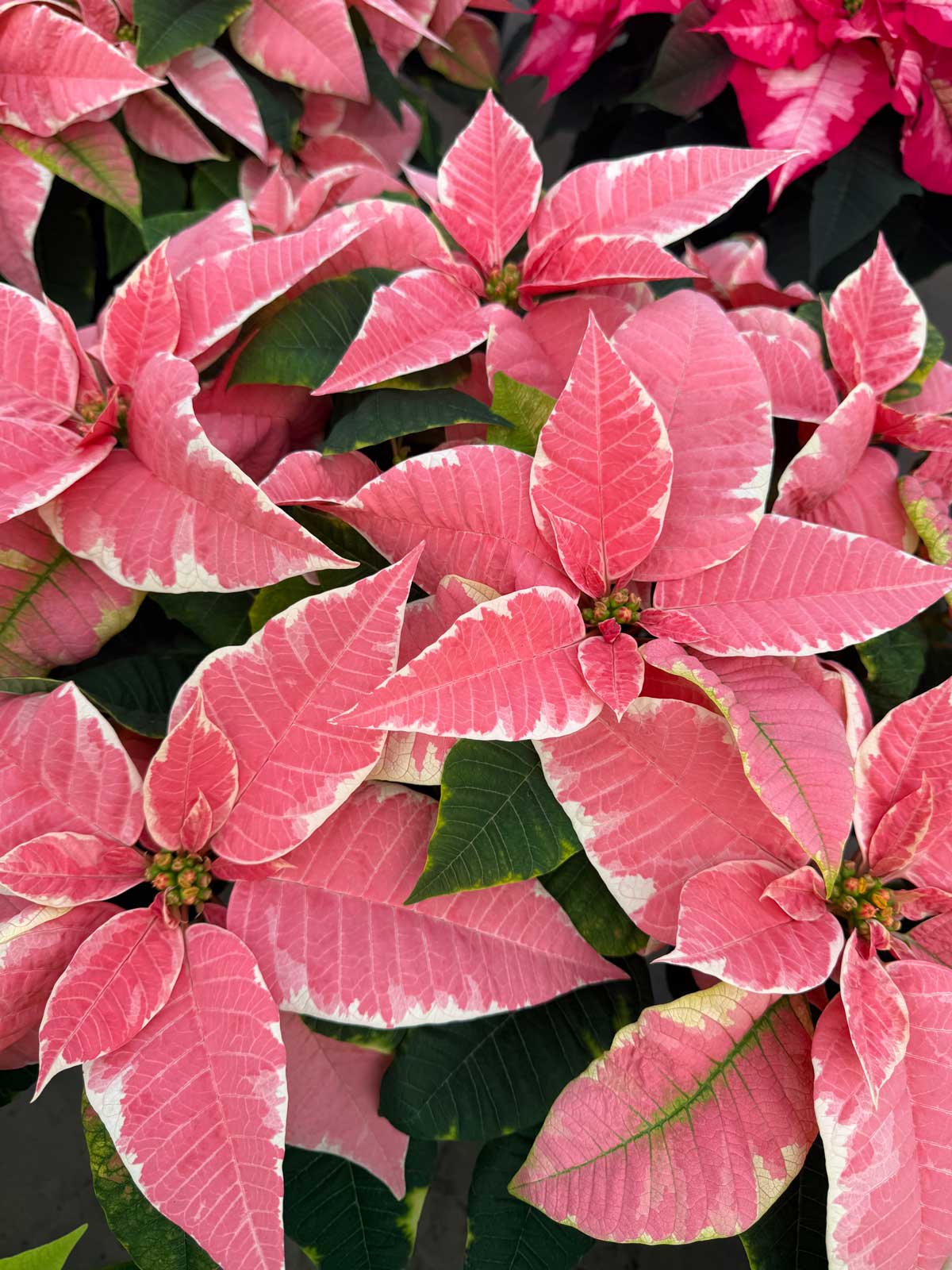 poinsettias can be kept year round