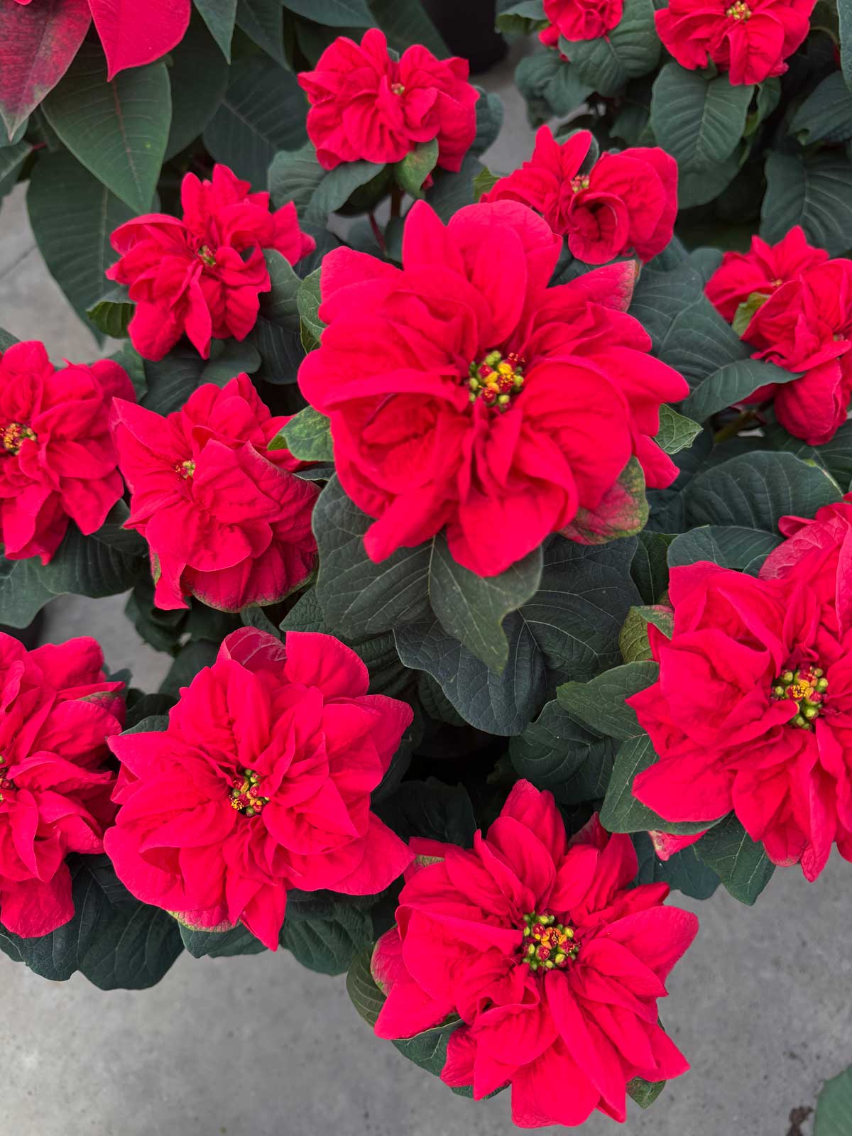 poinsettias are great houseplants for the winter and beyond