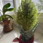 10 Delightful Houseplants for the Winter Season rosemary