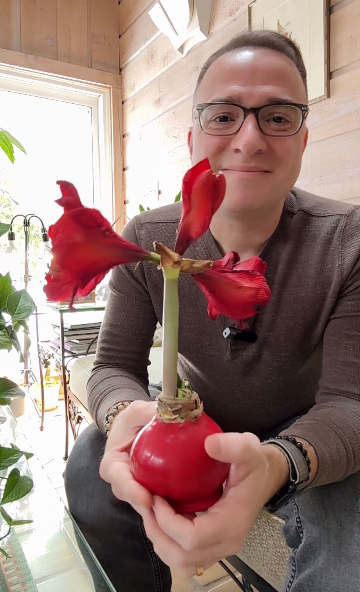 waxed-amaryllis-bulb