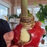How to Save a Waxed Amaryllis Bulb and Keep it for Years peeling-wax-off-of-an-amaryllis-bulb