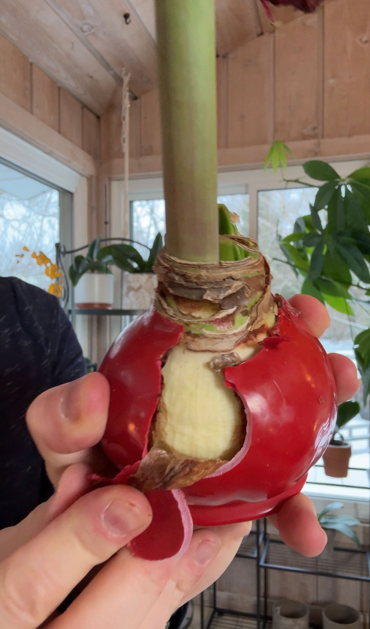 peeling-wax-off-of-an-amaryllis-bulb