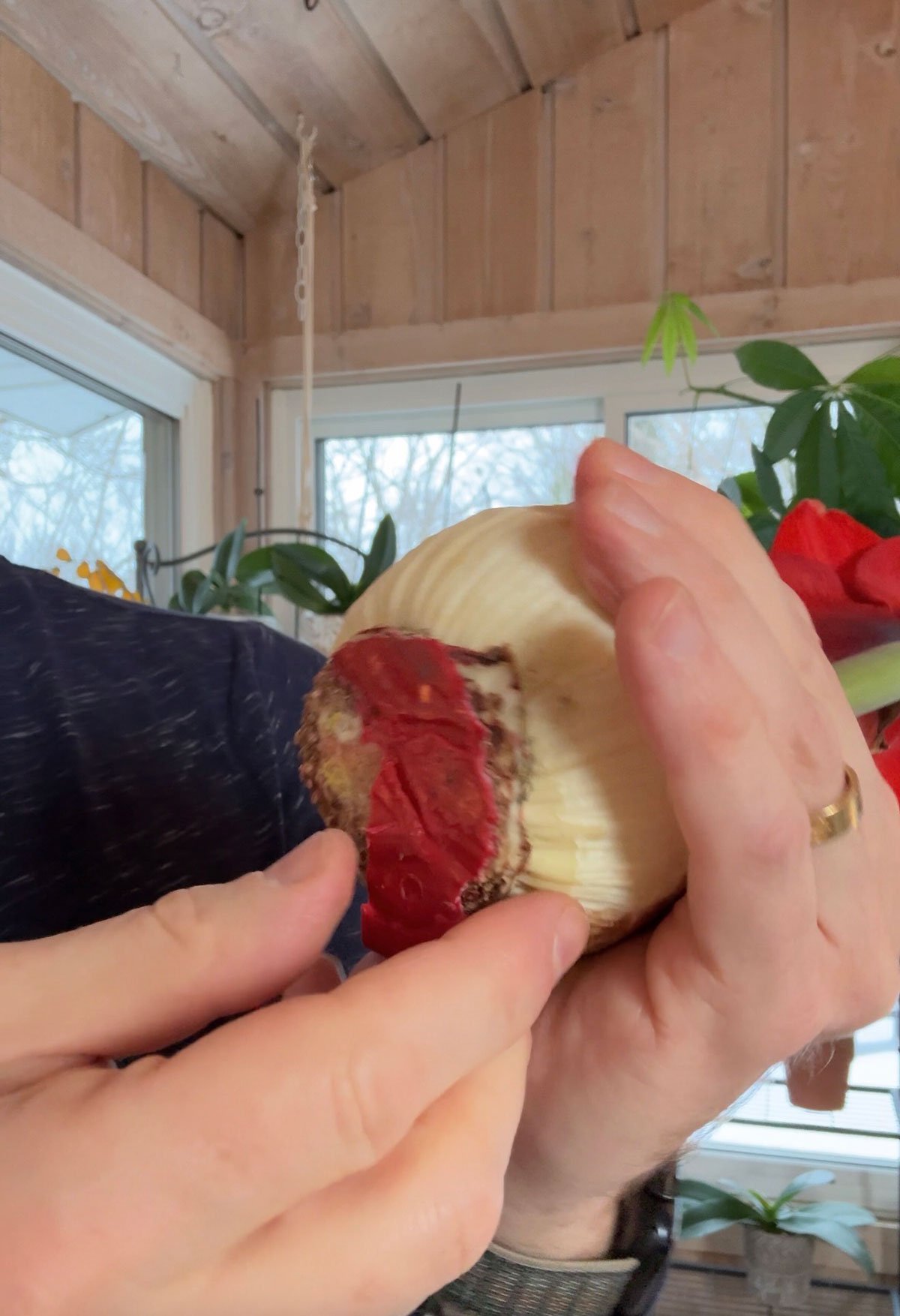 removing-wax-from-bottom-of-amaryllis-bulb