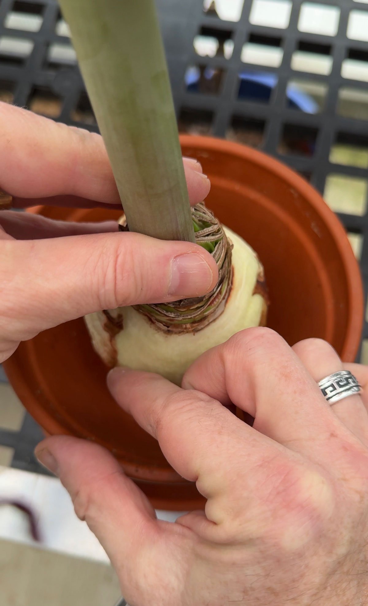 planting-an-amaryllis-bulb-in-terracotta-pot