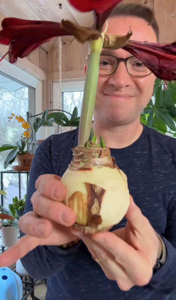 How to Save a Waxed Amaryllis Bulb and Keep it for Years
