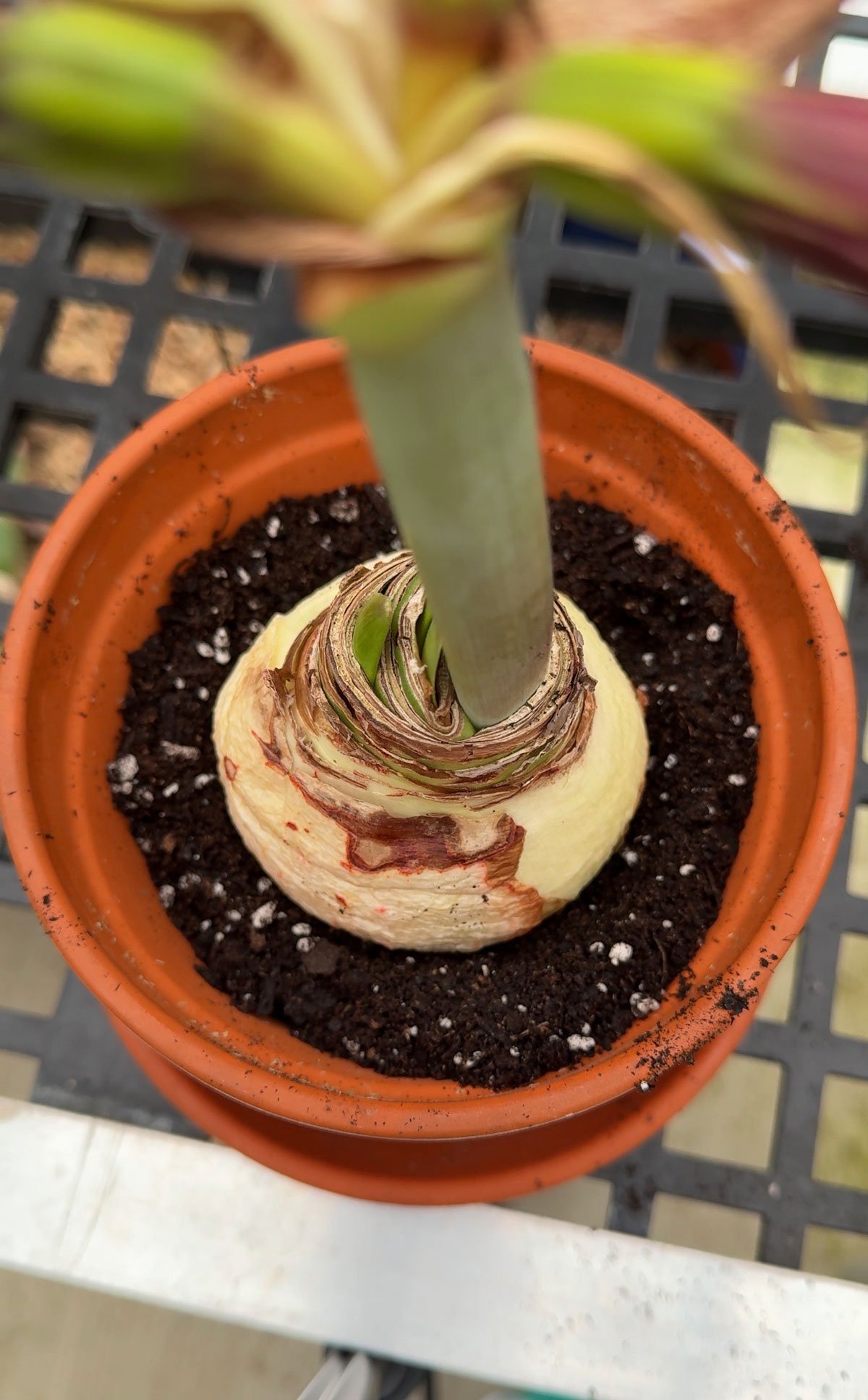 planting-an-amaryllis-bulb-after-removing-wax