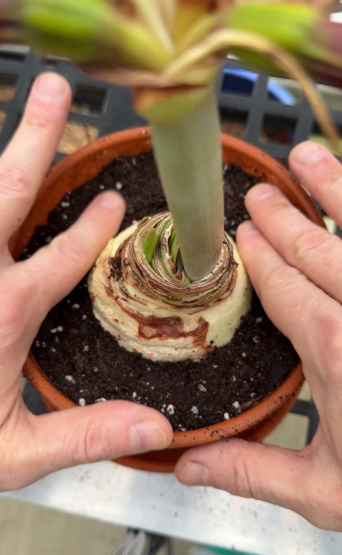 amaryllis-bulb-planted-in-terracotta