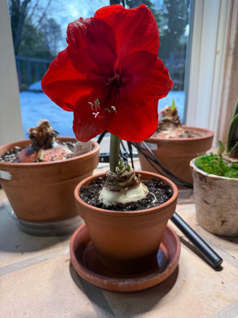amaryllis-bulb-planted-and-blooming