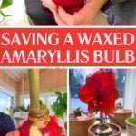 How to Save a Waxed Amaryllis Bulb and Keep it for Years saving-a-waxed-amaryllis-bulb
