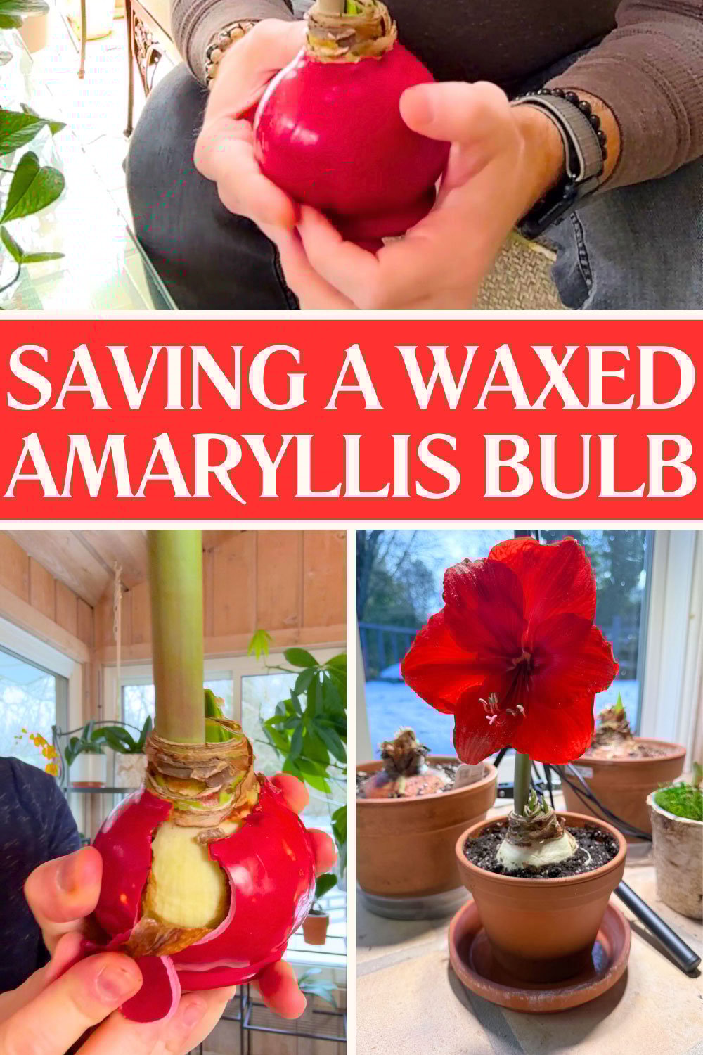 saving-a-waxed-amaryllis-bulb