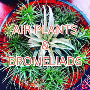 Air Plants and Bromeliads