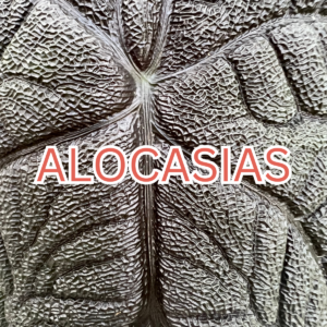 Alocasia