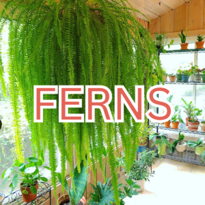 Ferns