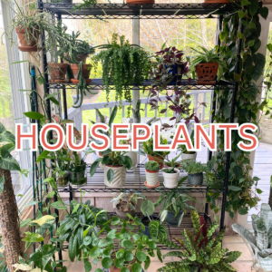 Houseplants