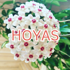 Hoya