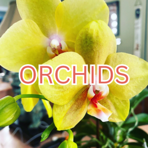 Orchids