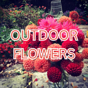 Outdoor Flowers