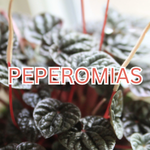 Peperomia