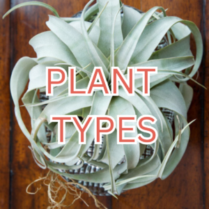 Plant Type List