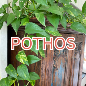 Pothos