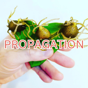 Propagation