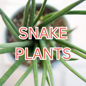 Snake Plants
