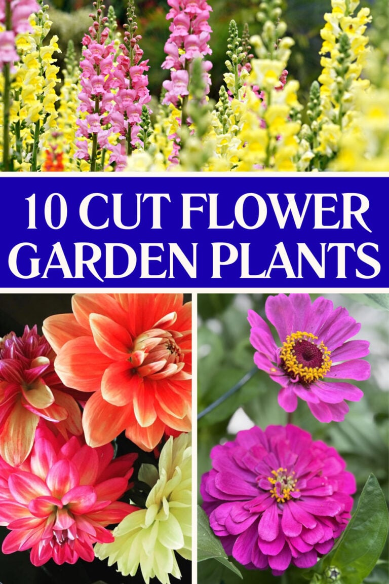 10 Great Plants for Cut Flower Gardens for Sunny Areas