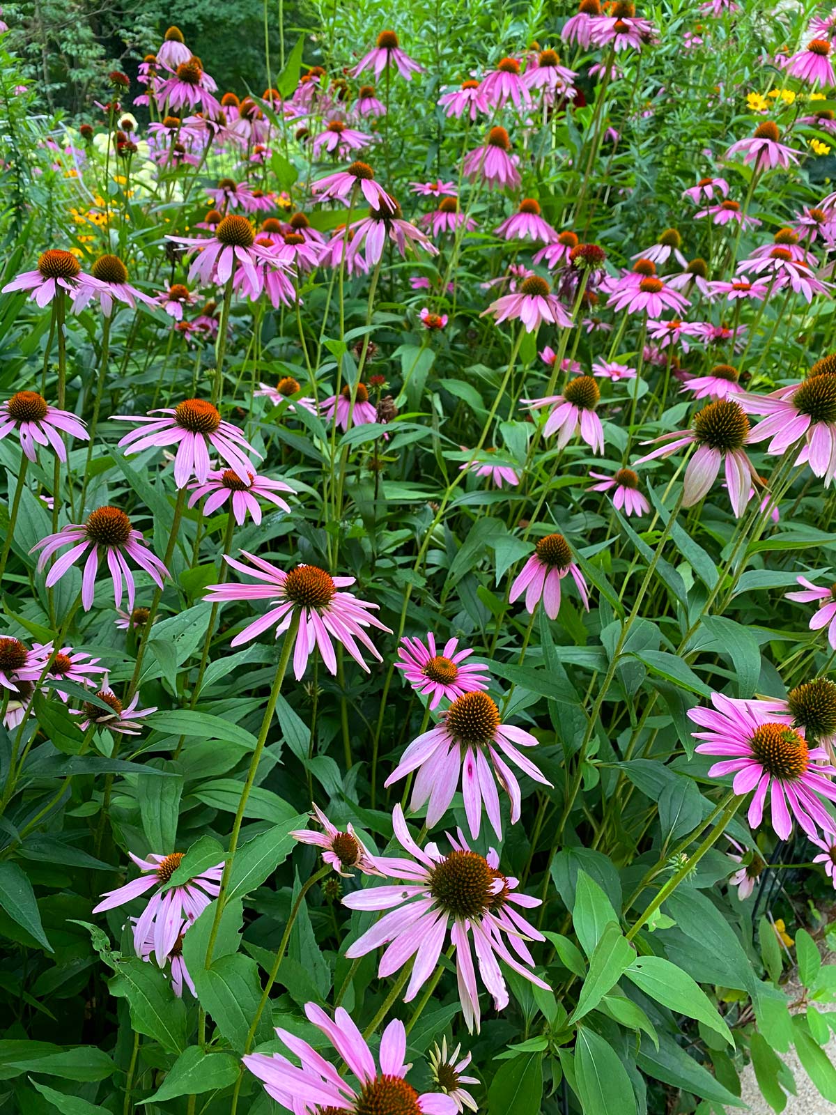 Echinacea flowers are great cut flowers