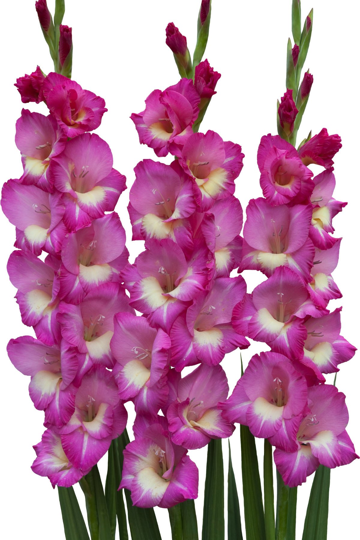 stagger plant gladiolus for cut flowers all season