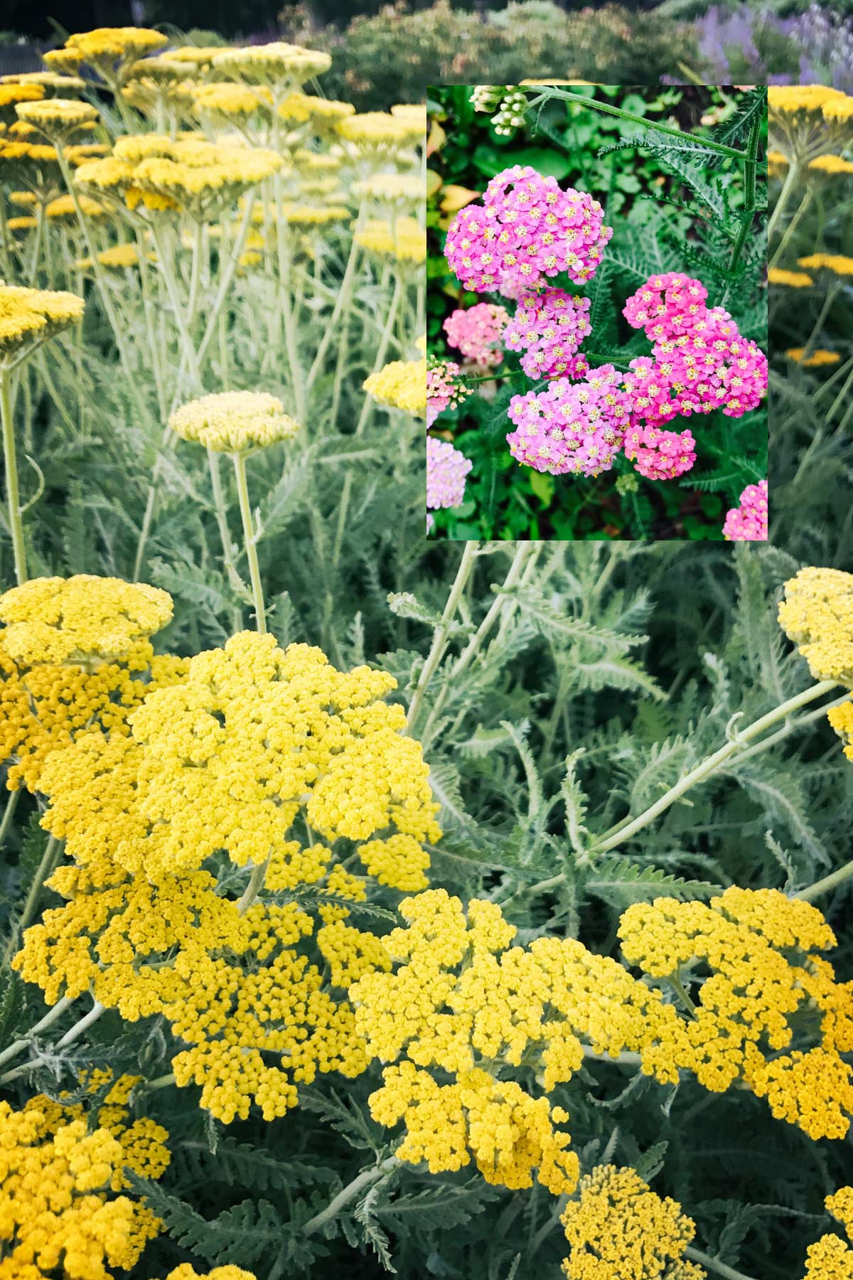 yarrow is a great cut flower and dries well too