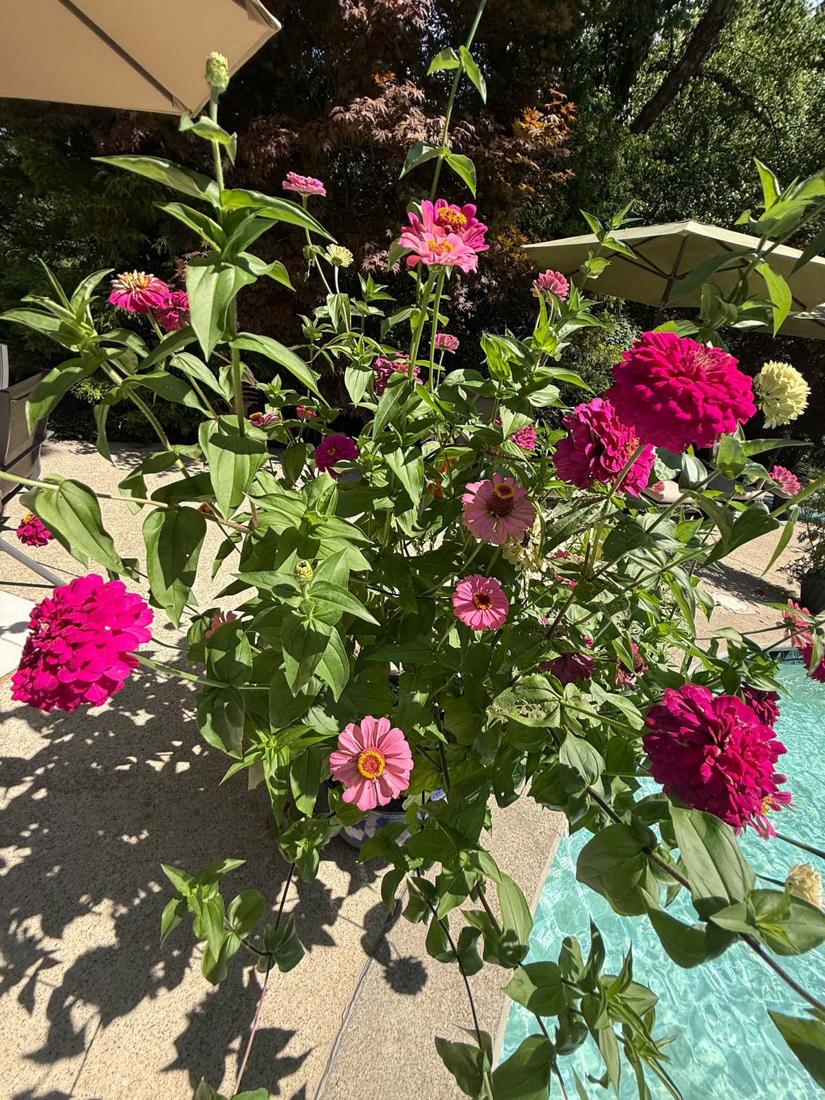 zinnias make amazing cut flowers