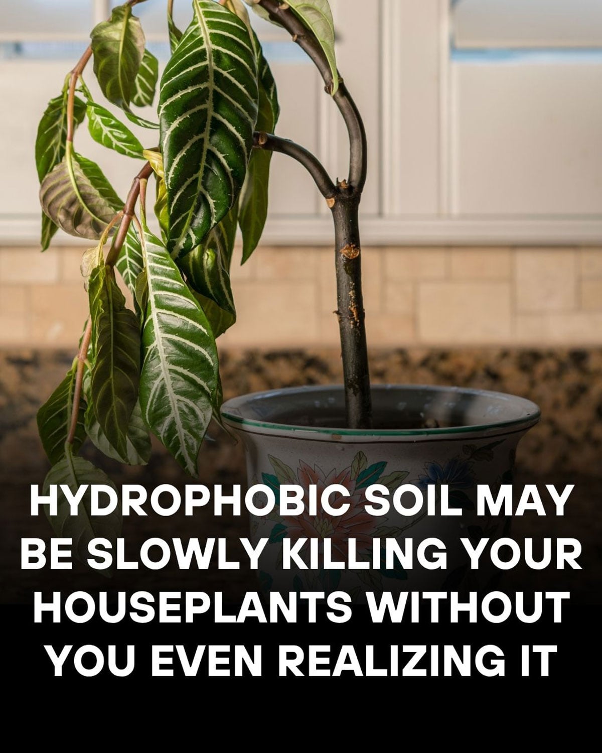 hydrophobic soil is a problem with peat moss based soils