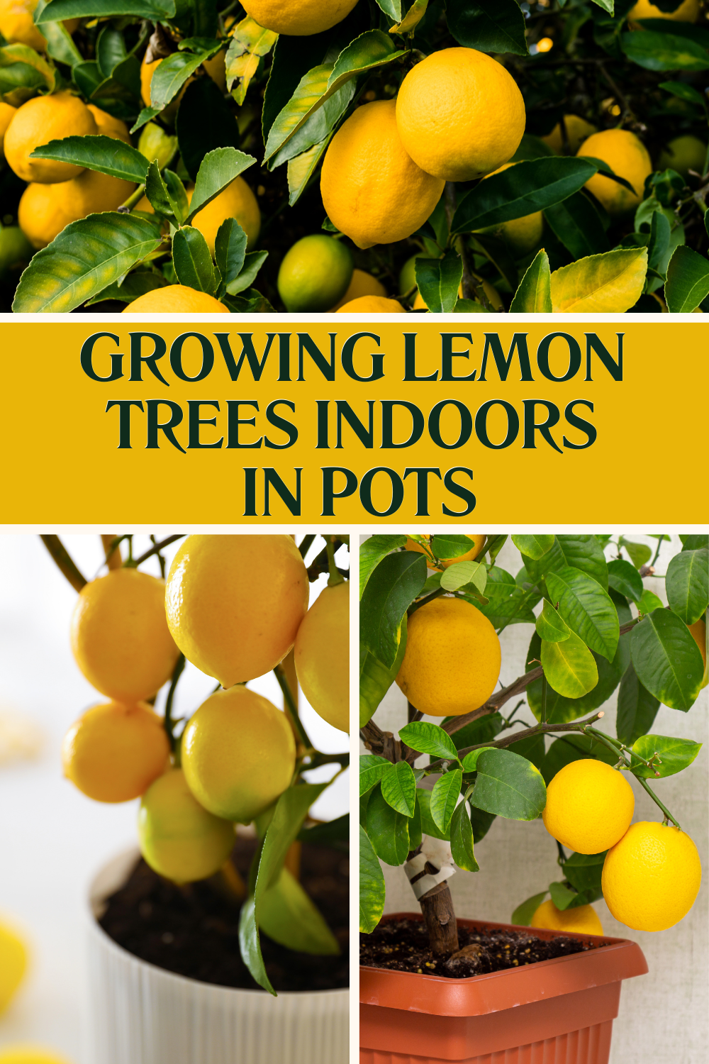 growing lemon trees in pots