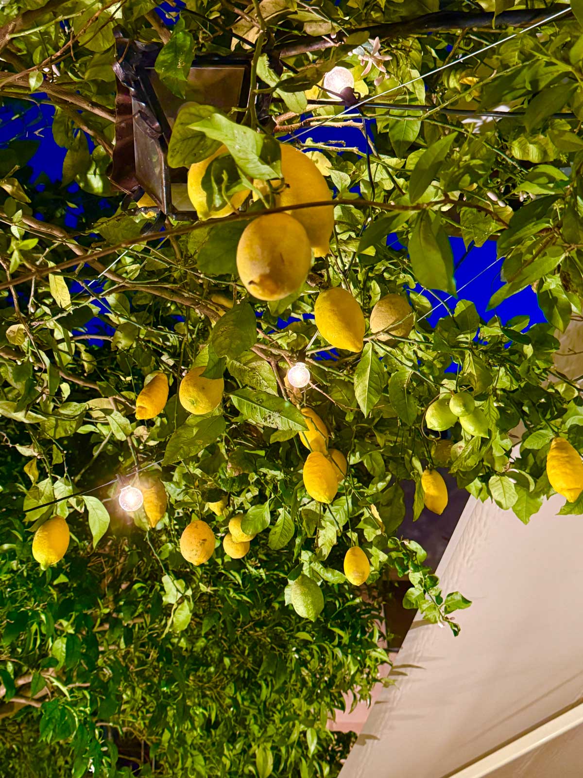 lemon tree trained in a pergola