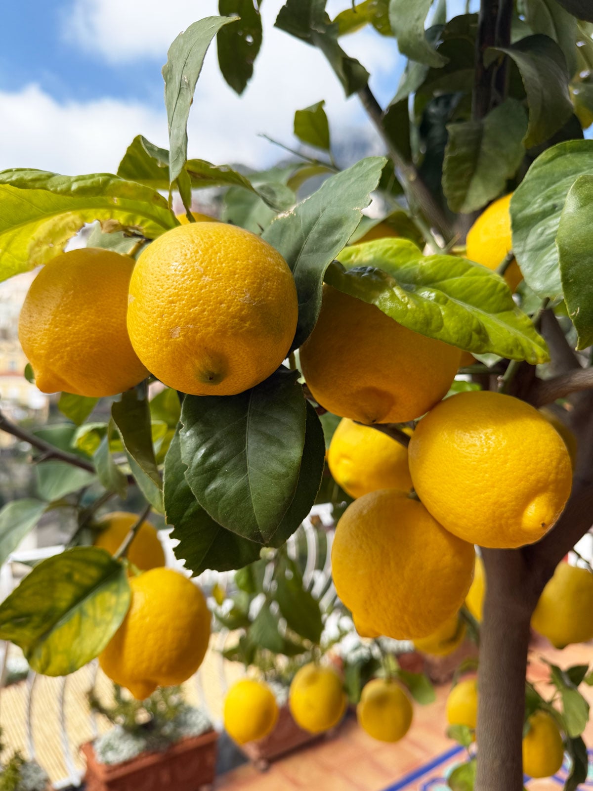 lemon tree in Positano Italy