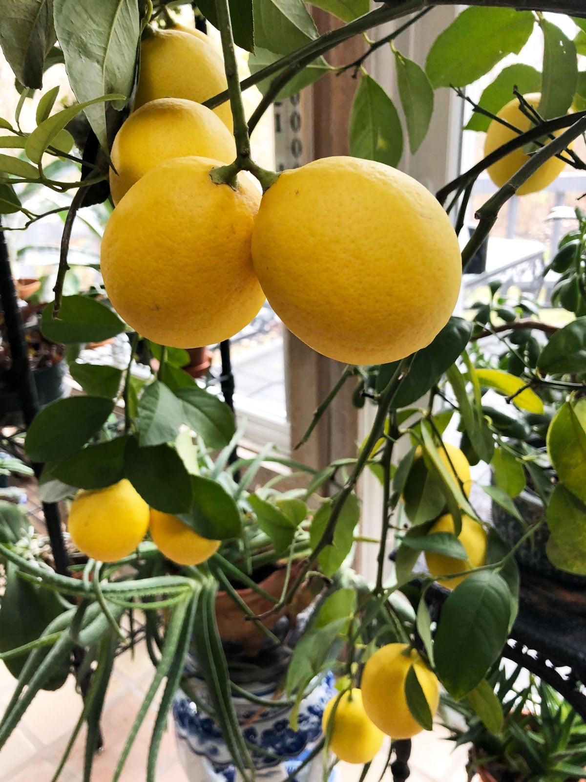 potted lemon tree indoors