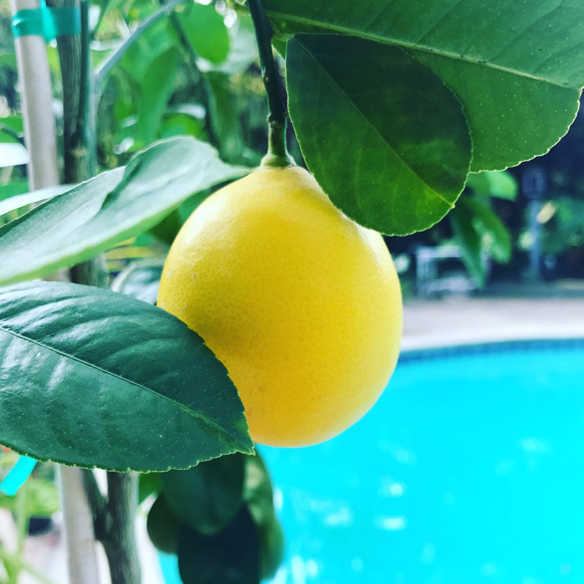 potted lemon tree summering outside