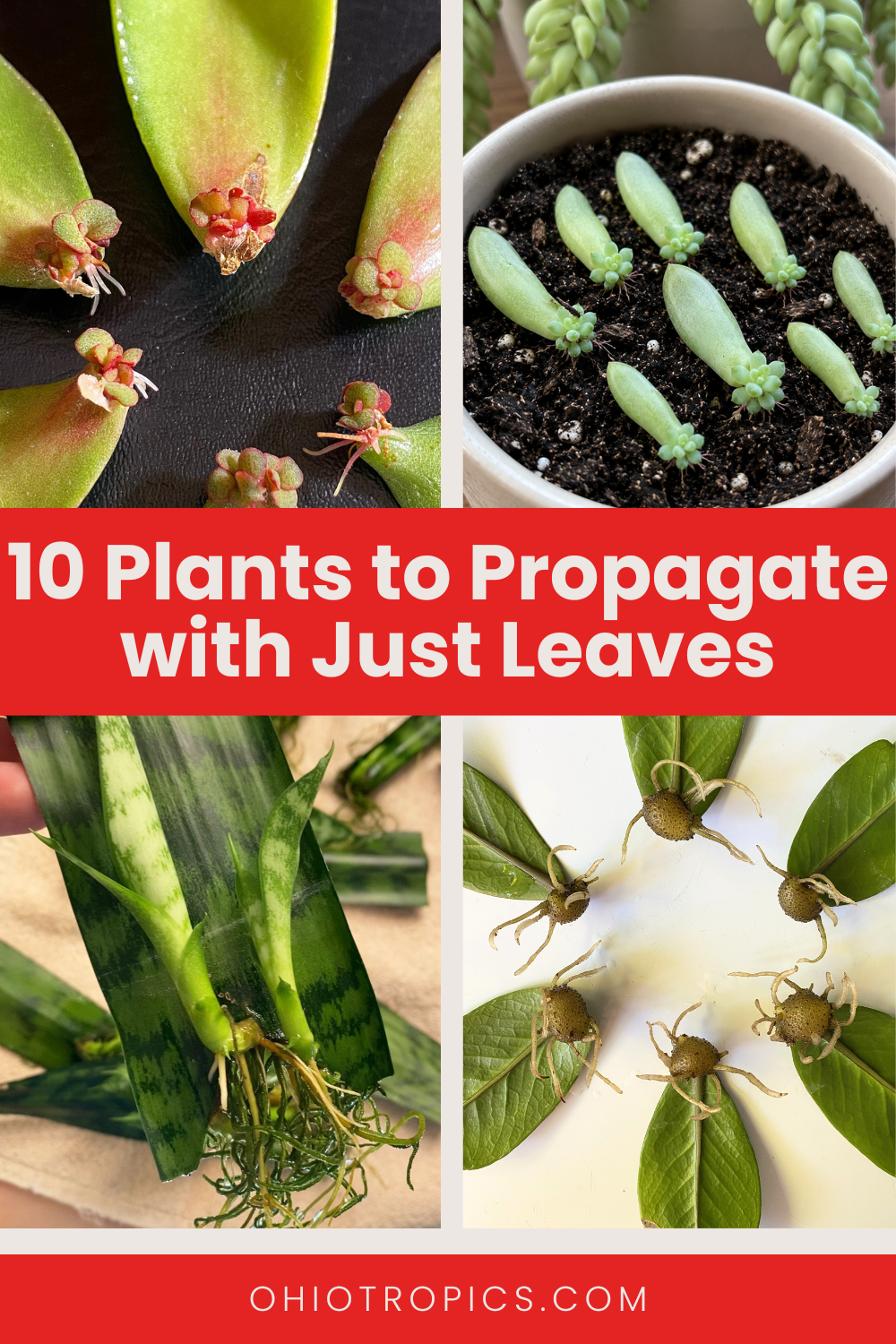 plants to propagate using just leaves